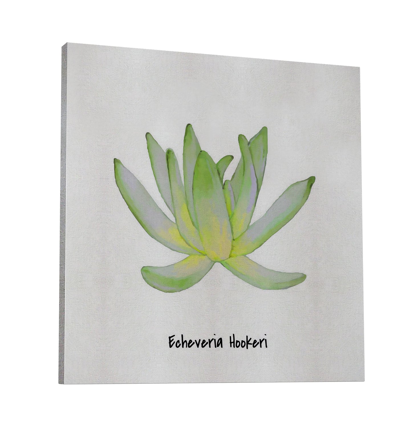 Echeveria Hookeri I