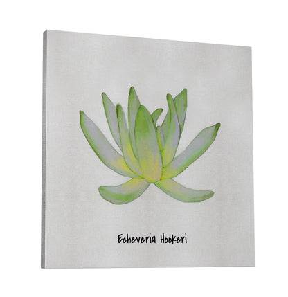 Echeveria Hookeri I