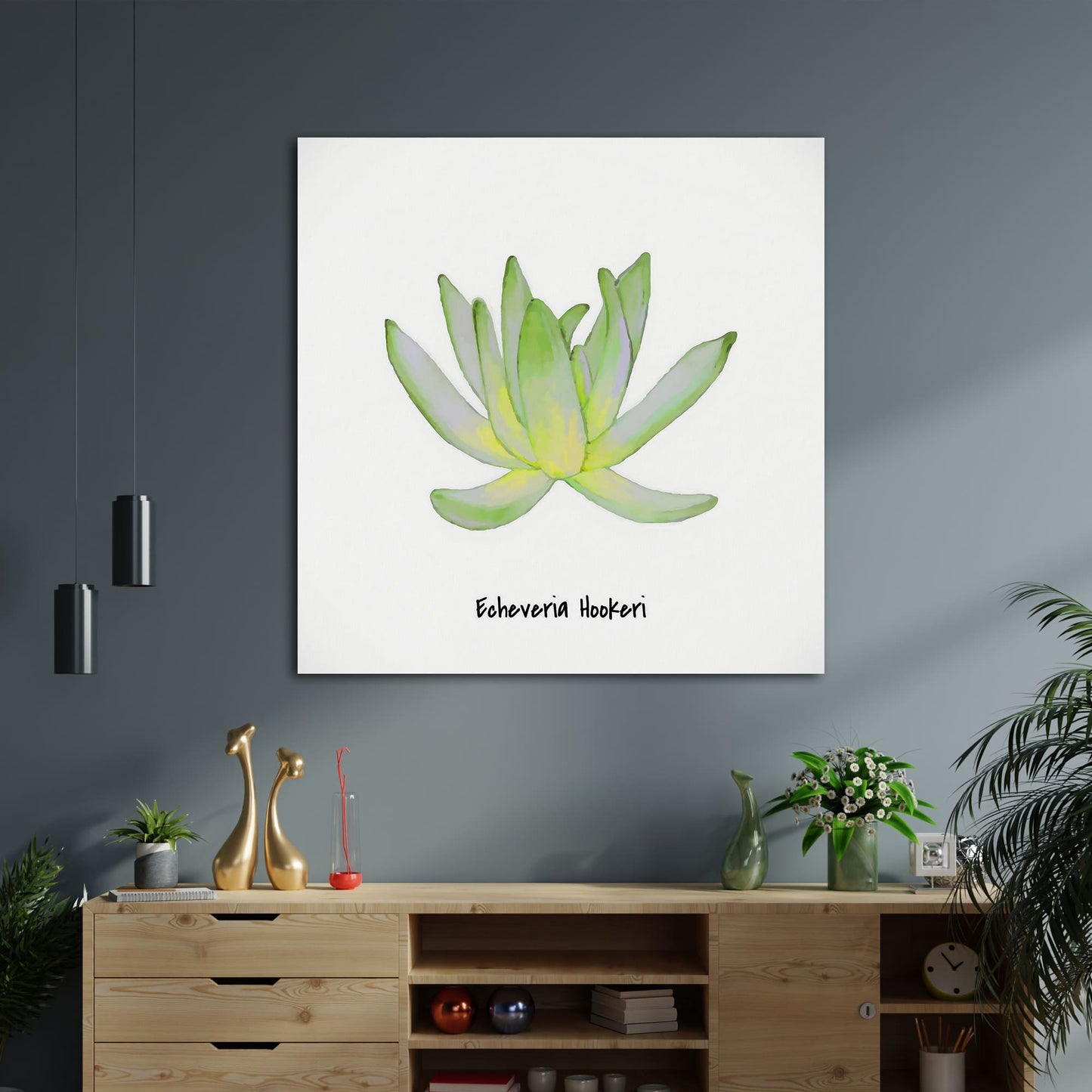 Echeveria Hookeri I