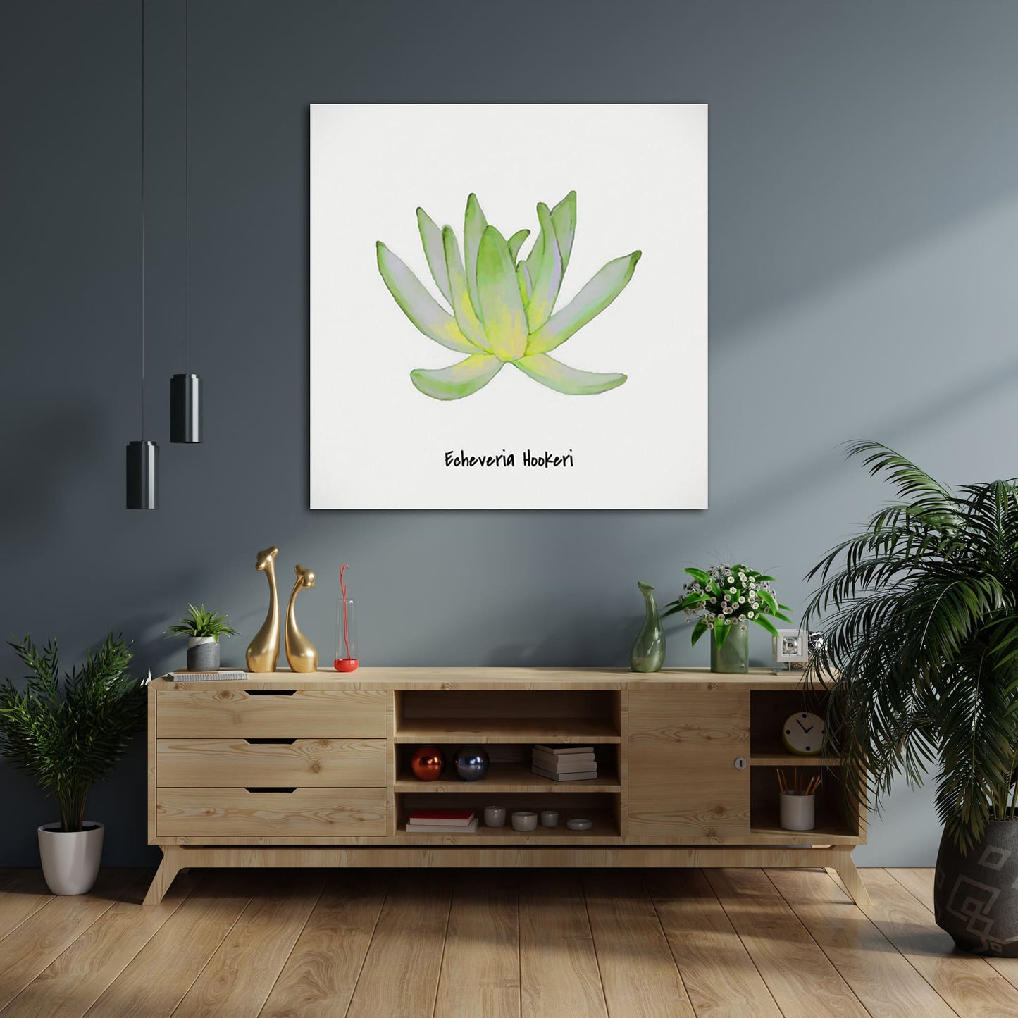 Echeveria Hookeri I