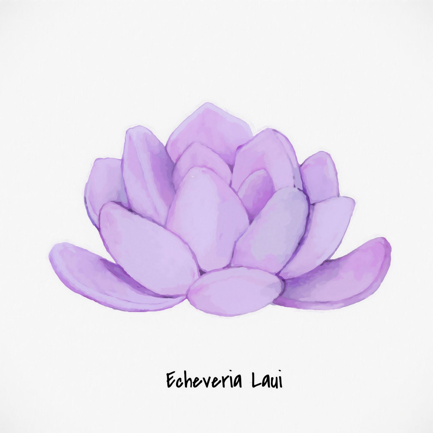 Echeveria Laui I