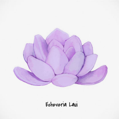 Echeveria Laui I