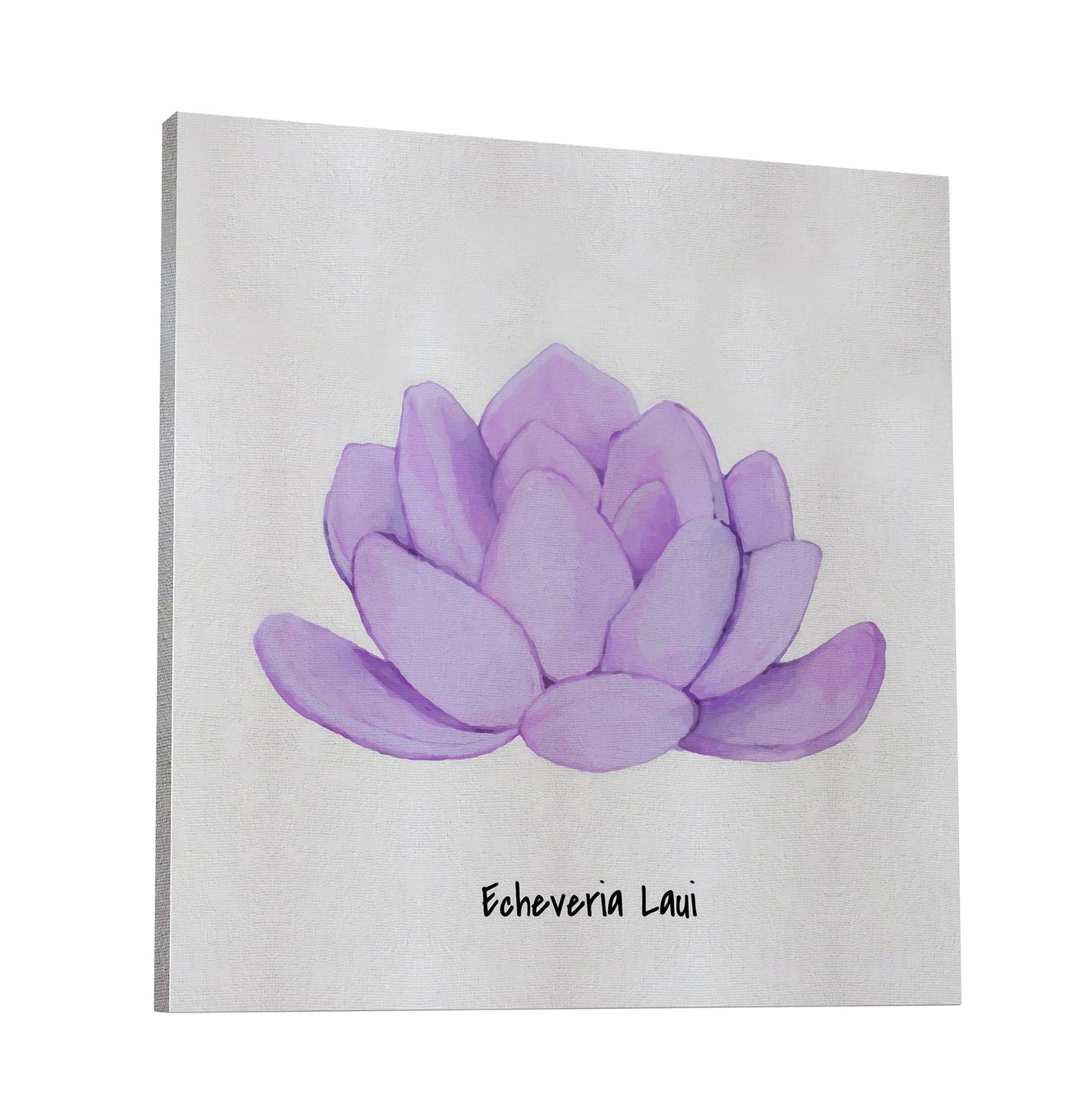 Echeveria Laui I