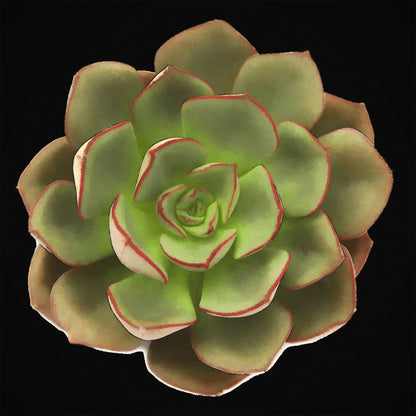 Echeveria Moranii