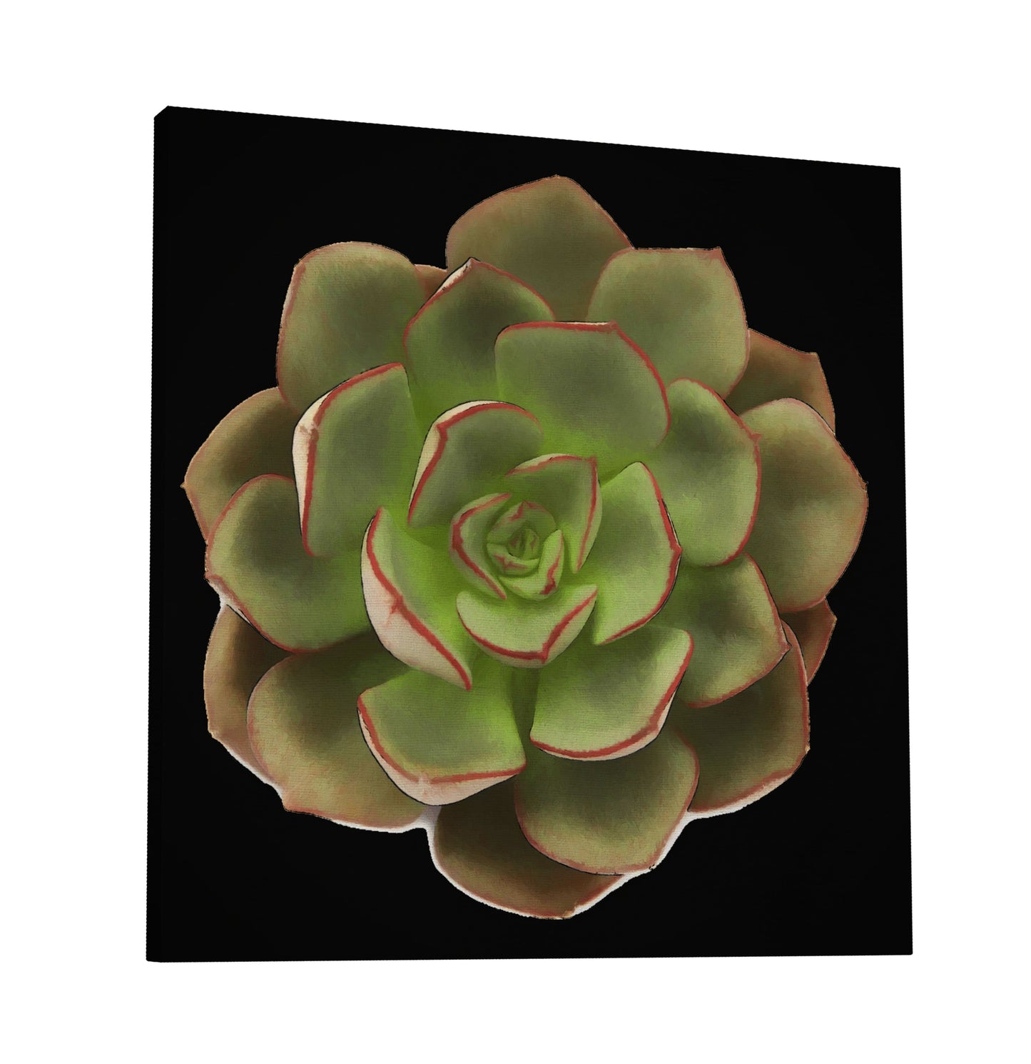 Echeveria Moranii