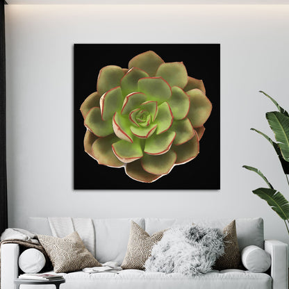 Echeveria Moranii