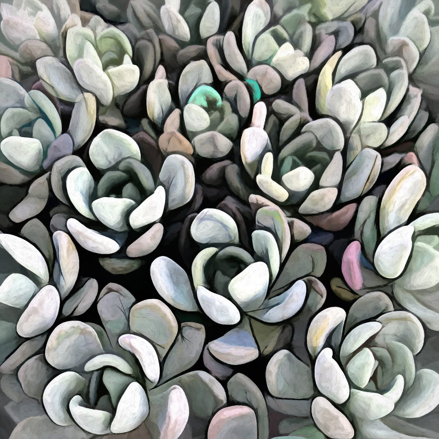 Echeveria Nova I