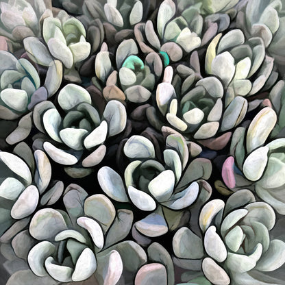 Echeveria Nova I
