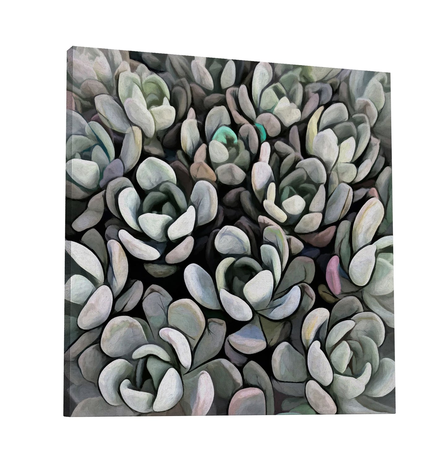 Echeveria Nova I