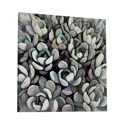 Echeveria Nova I