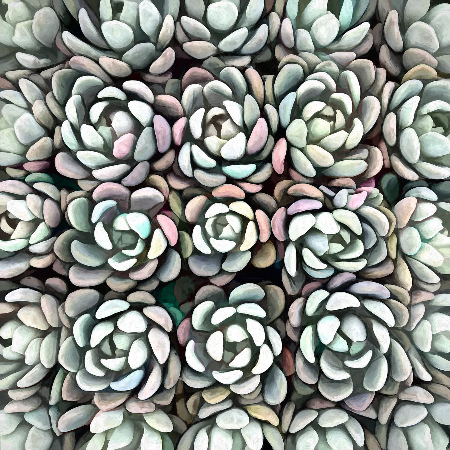 Echeveria Nova II