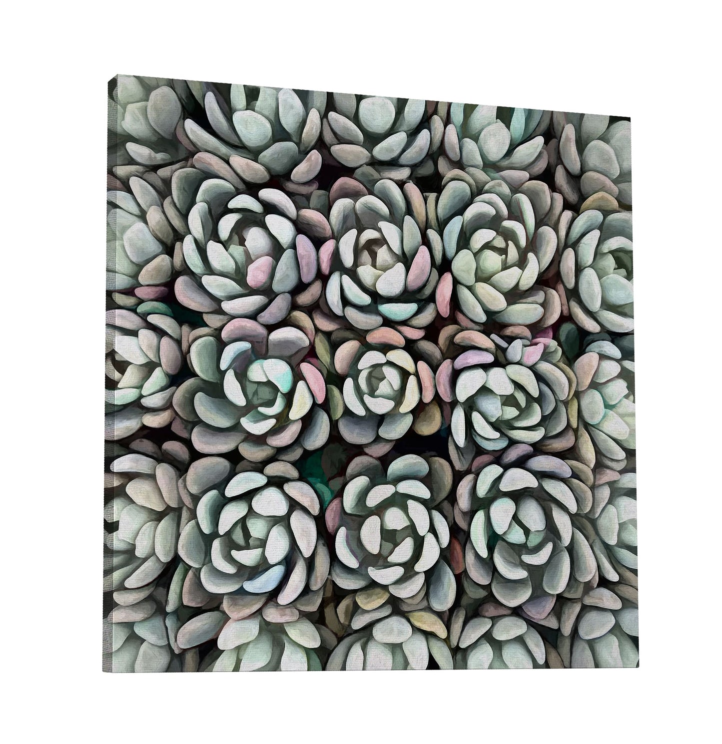 Echeveria Nova II
