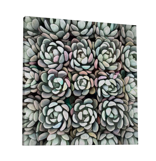 Echeveria Nova II