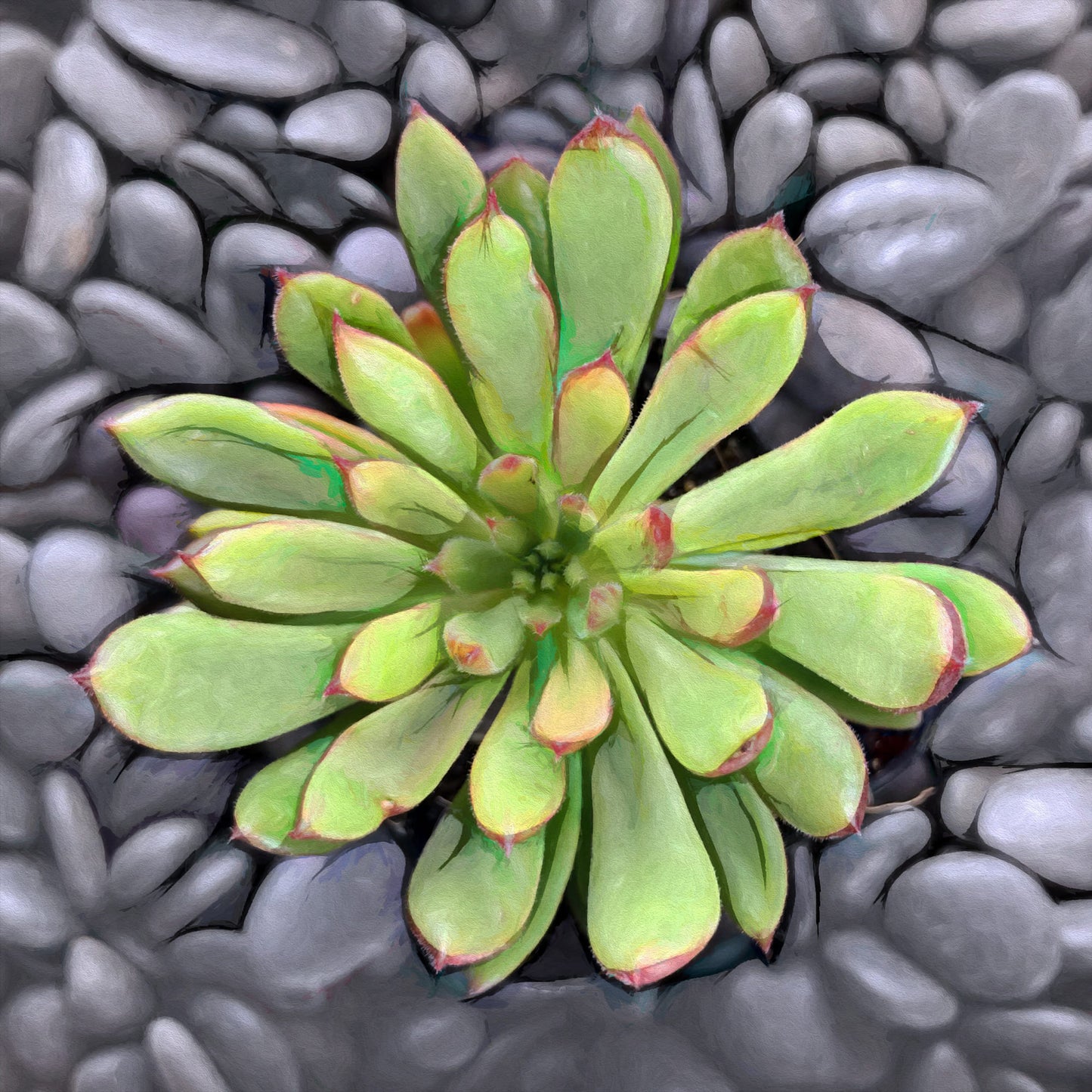 Echeveria Spruce Oliver