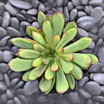 Echeveria Spruce Oliver
