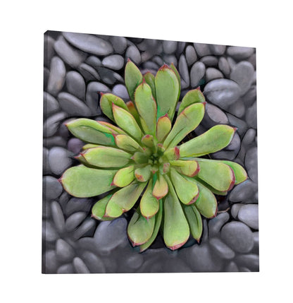 Echeveria Spruce Oliver