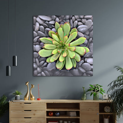 Echeveria Spruce Oliver