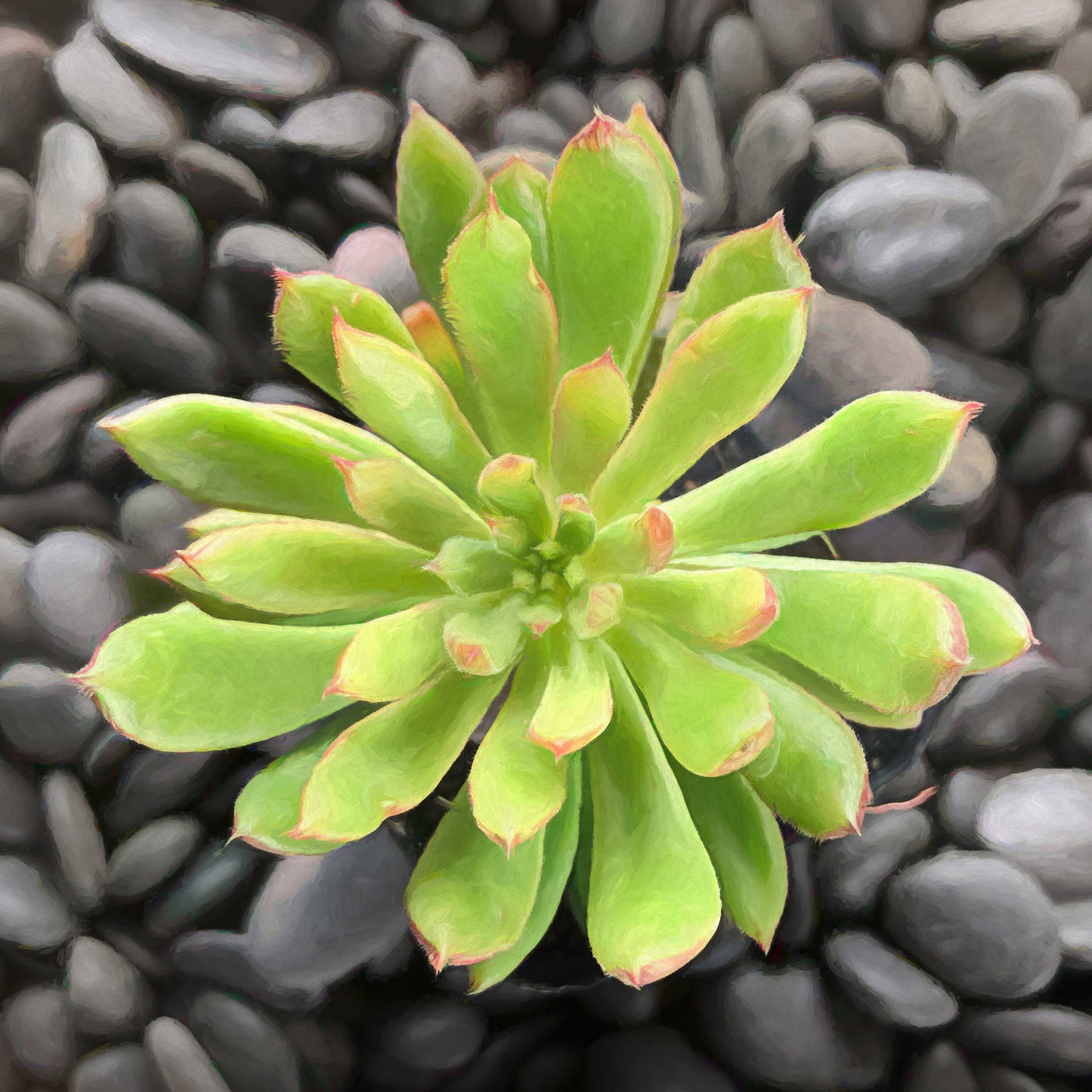Echeveria Spruce Oliver II