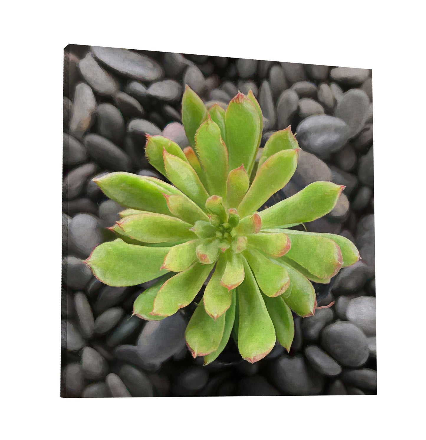 Echeveria Spruce Oliver II