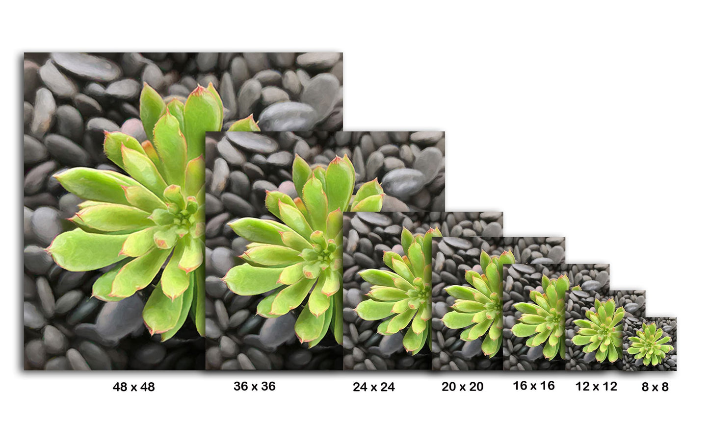 Echeveria Spruce Oliver II