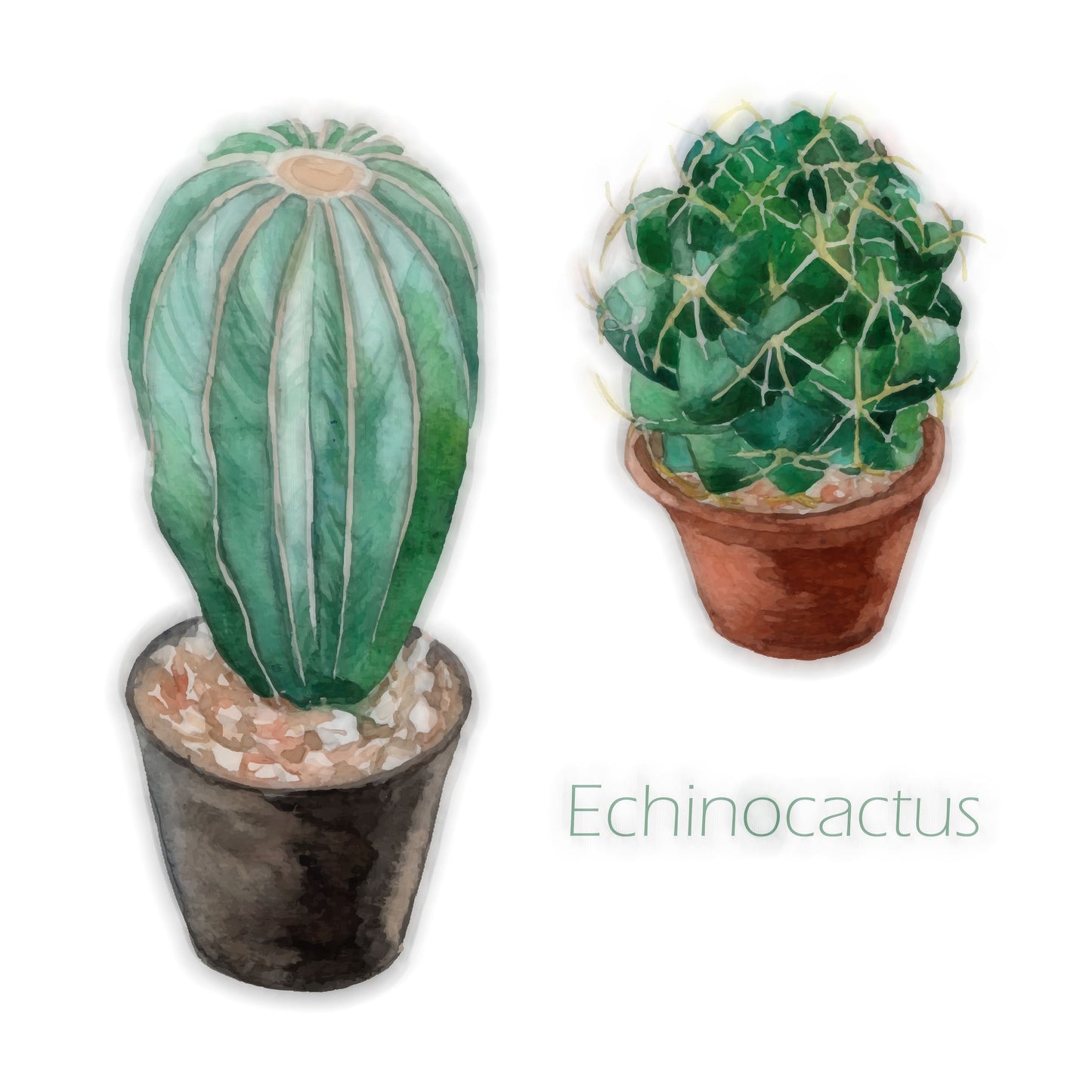 Echinocactus I