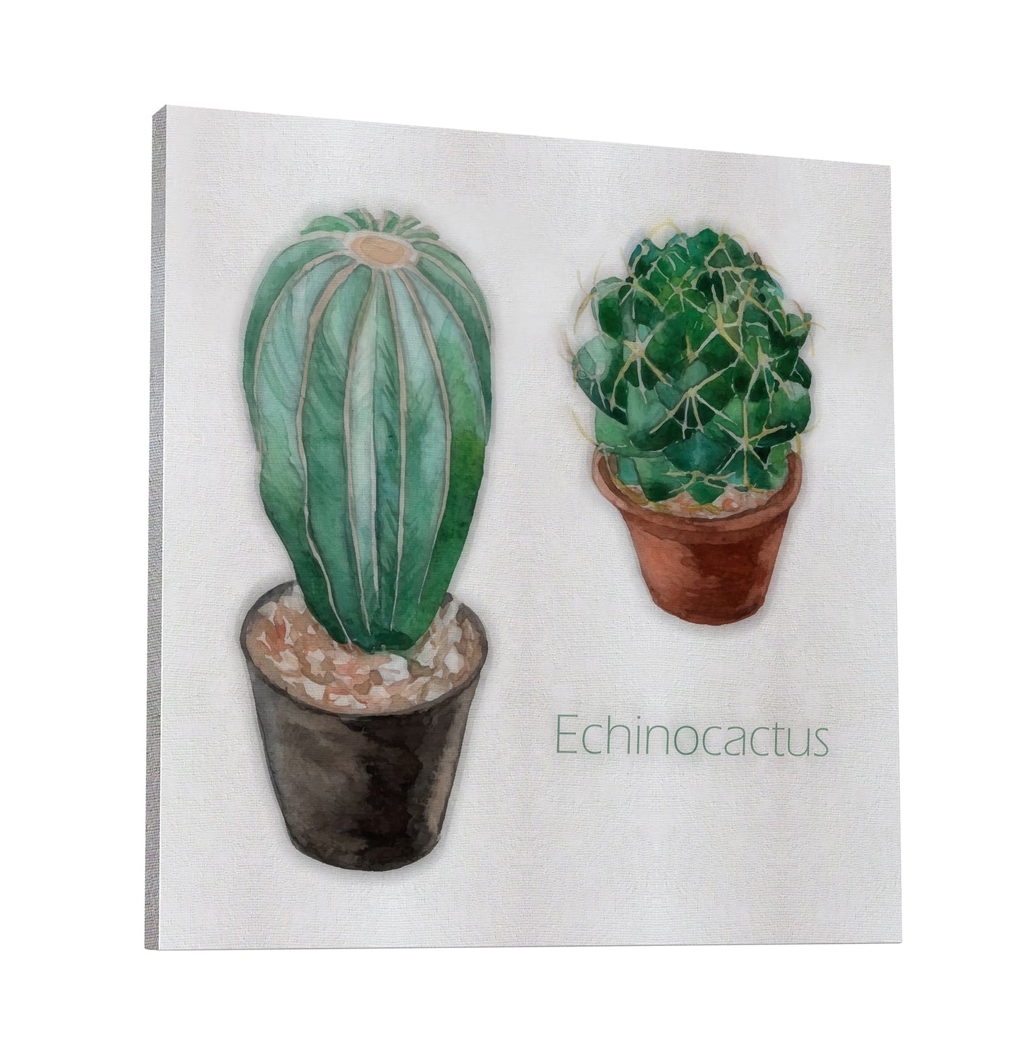 Echinocactus I