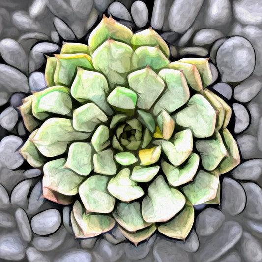 Graptoveria Olivia