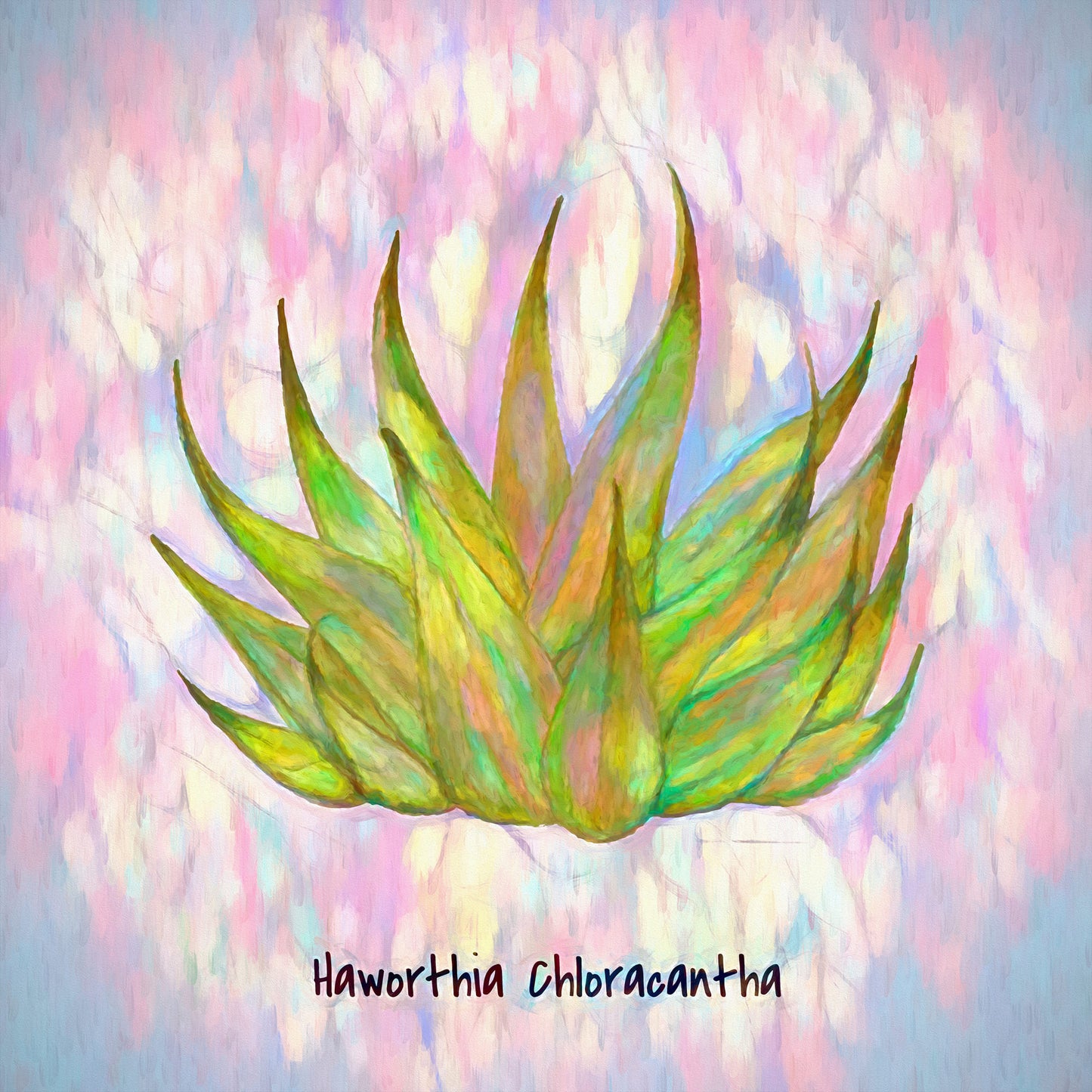 Haworthia Chloracantha