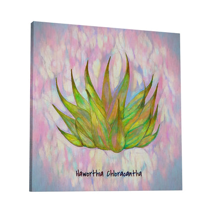 Haworthia Chloracantha