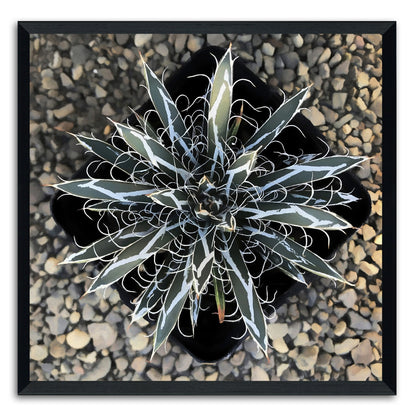 Agave Flexiflora Canvas