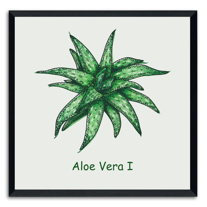 Aloe Vera I