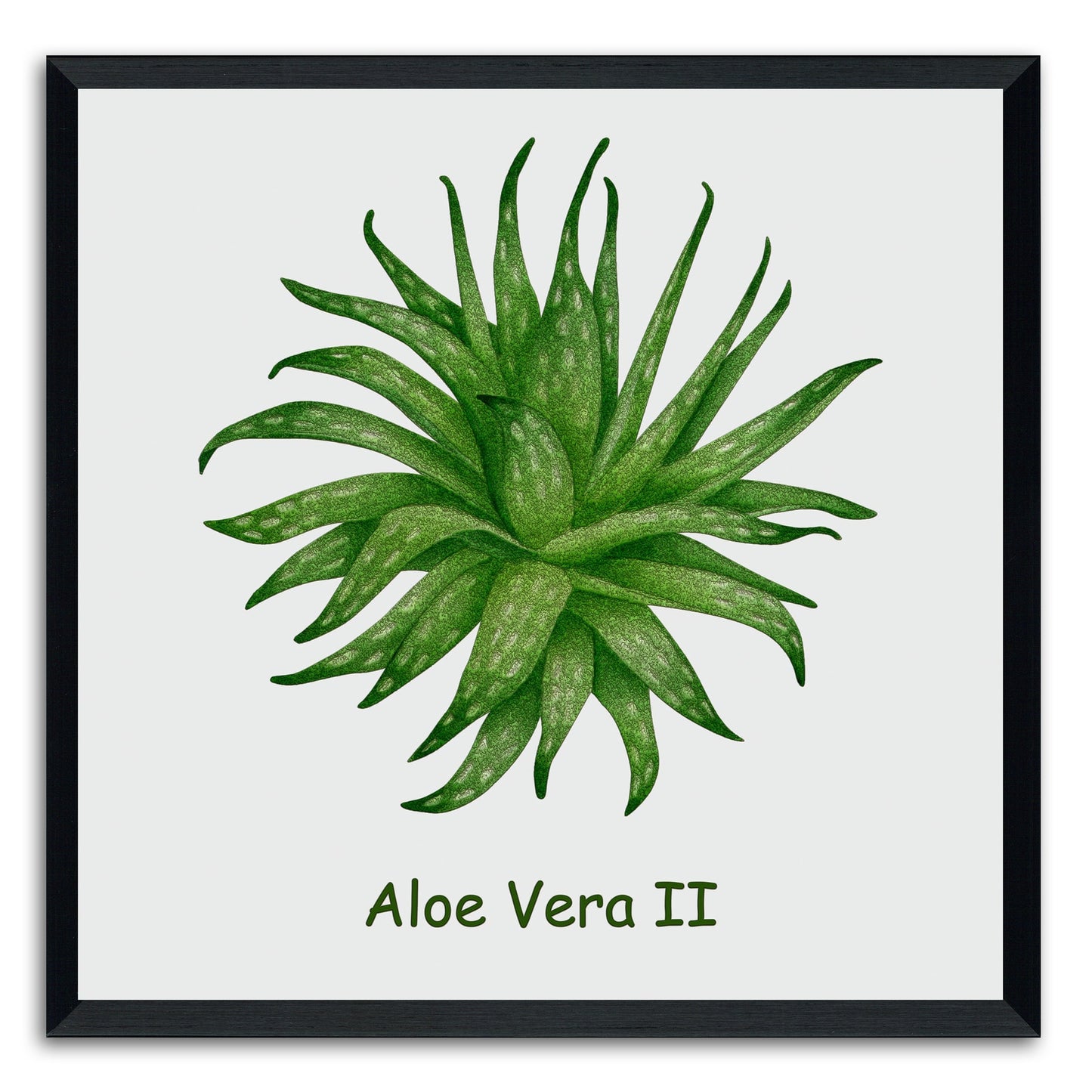 Aloe Vera II