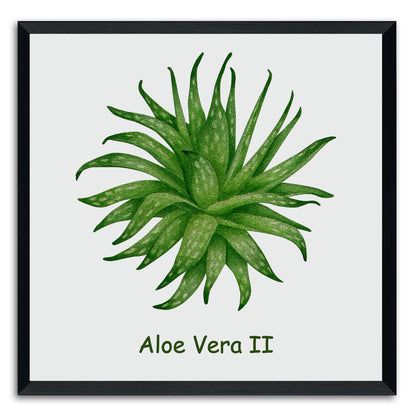 Aloe Vera II