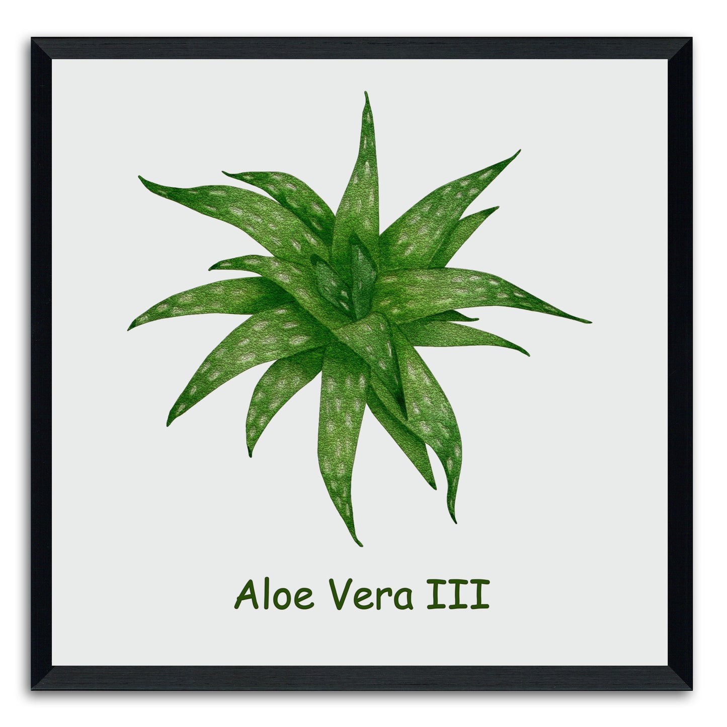 Aloe Vera III