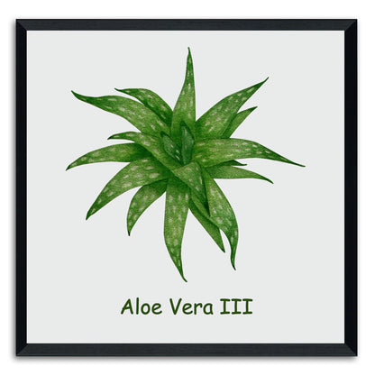 Aloe Vera III