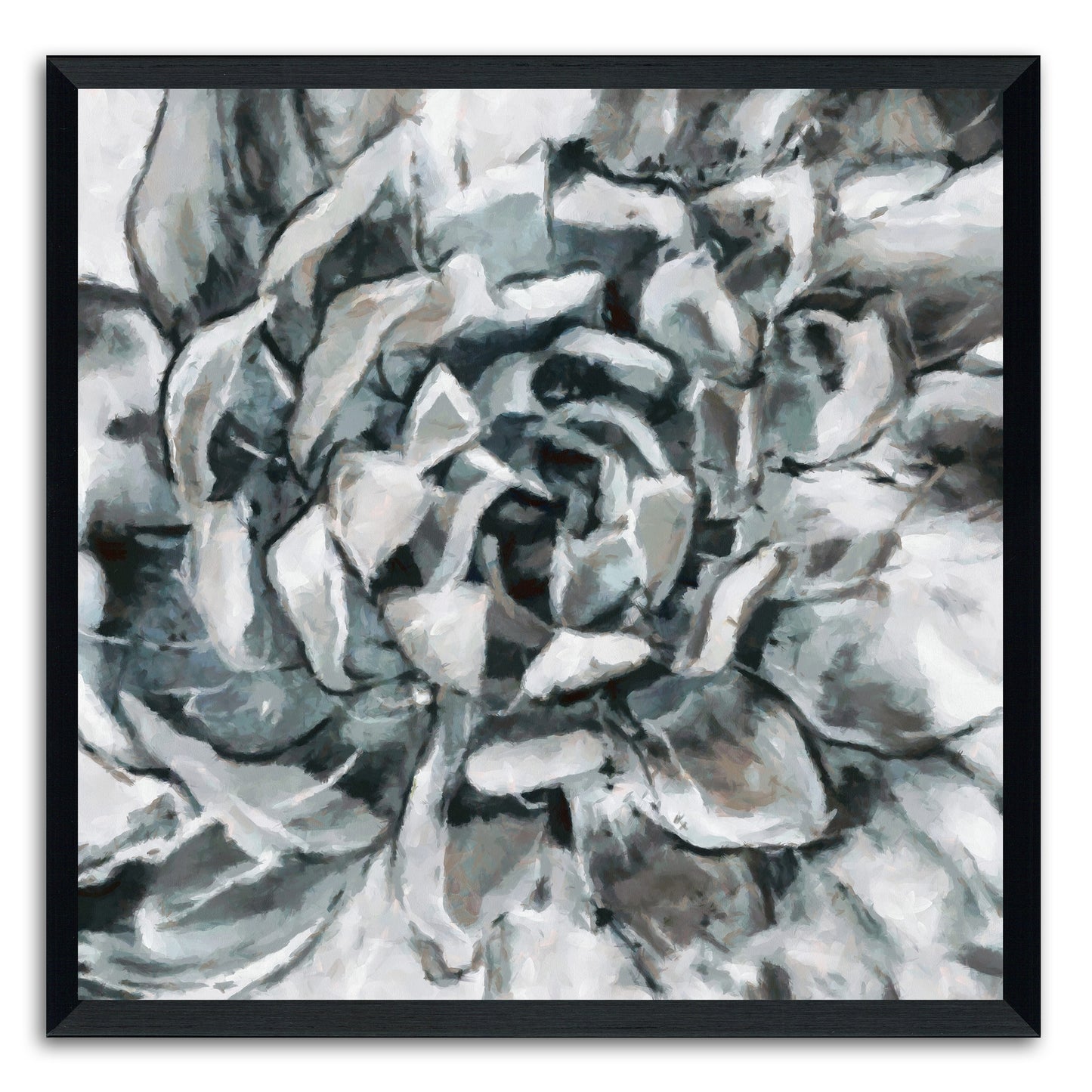 Cereus Aeonium