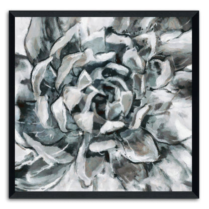 Cereus Aeonium