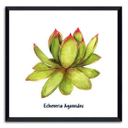 Echeveria Agavoides I