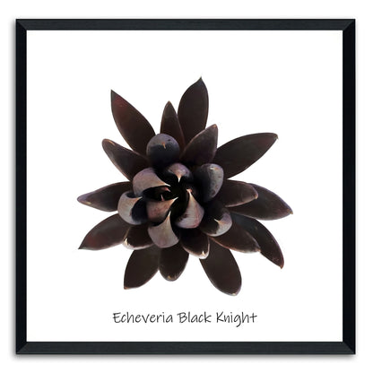 Echeveria Black Knight