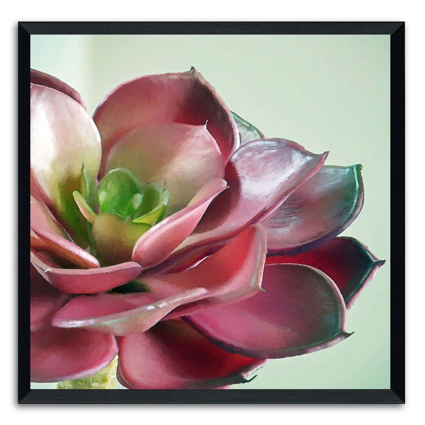 Echeveria Burgandy