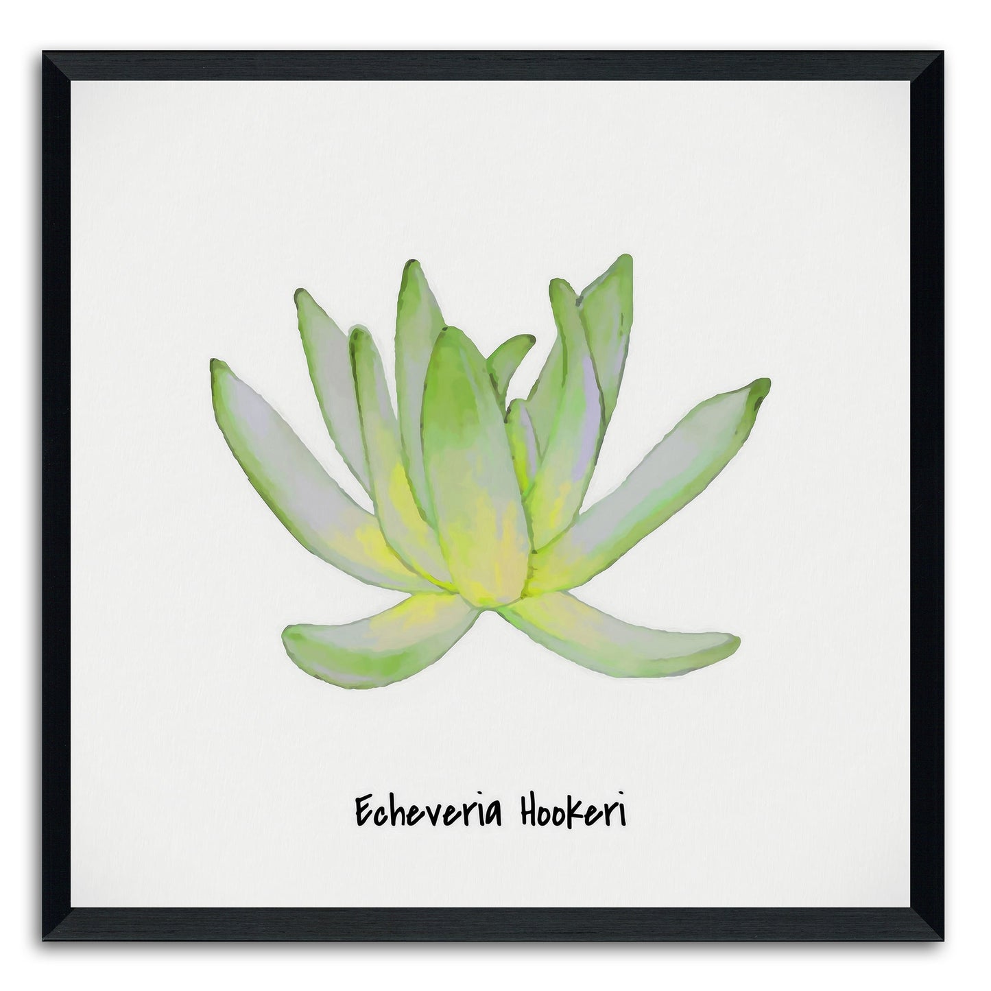 Echeveria Hookeri I