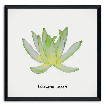 Echeveria Hookeri I