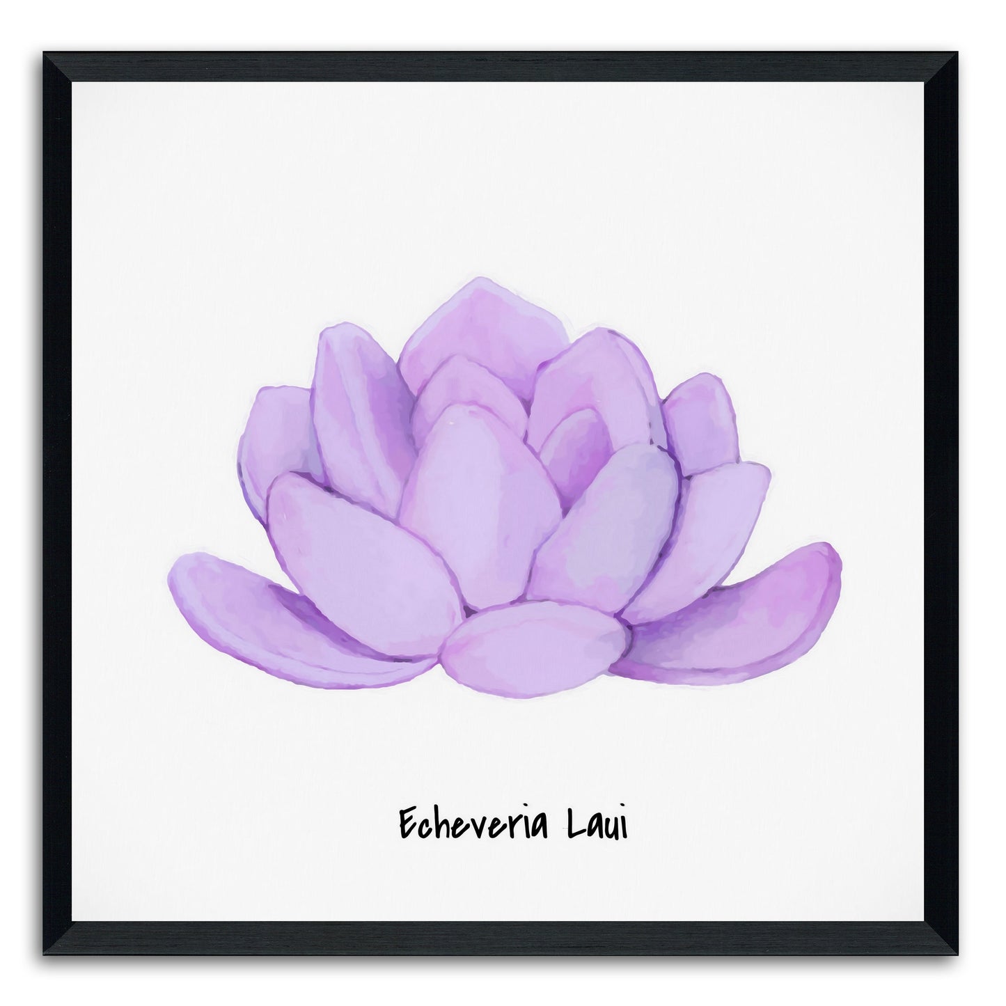 Echeveria Laui I