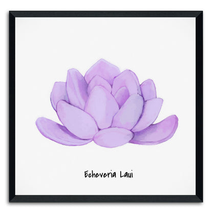 Echeveria Laui I