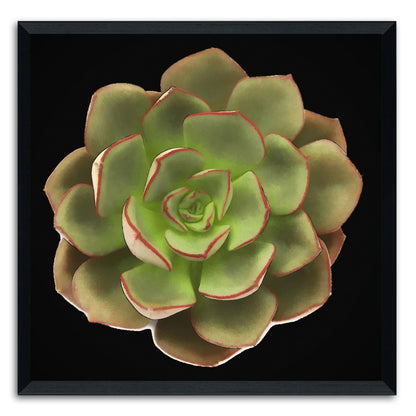 Echeveria Moranii