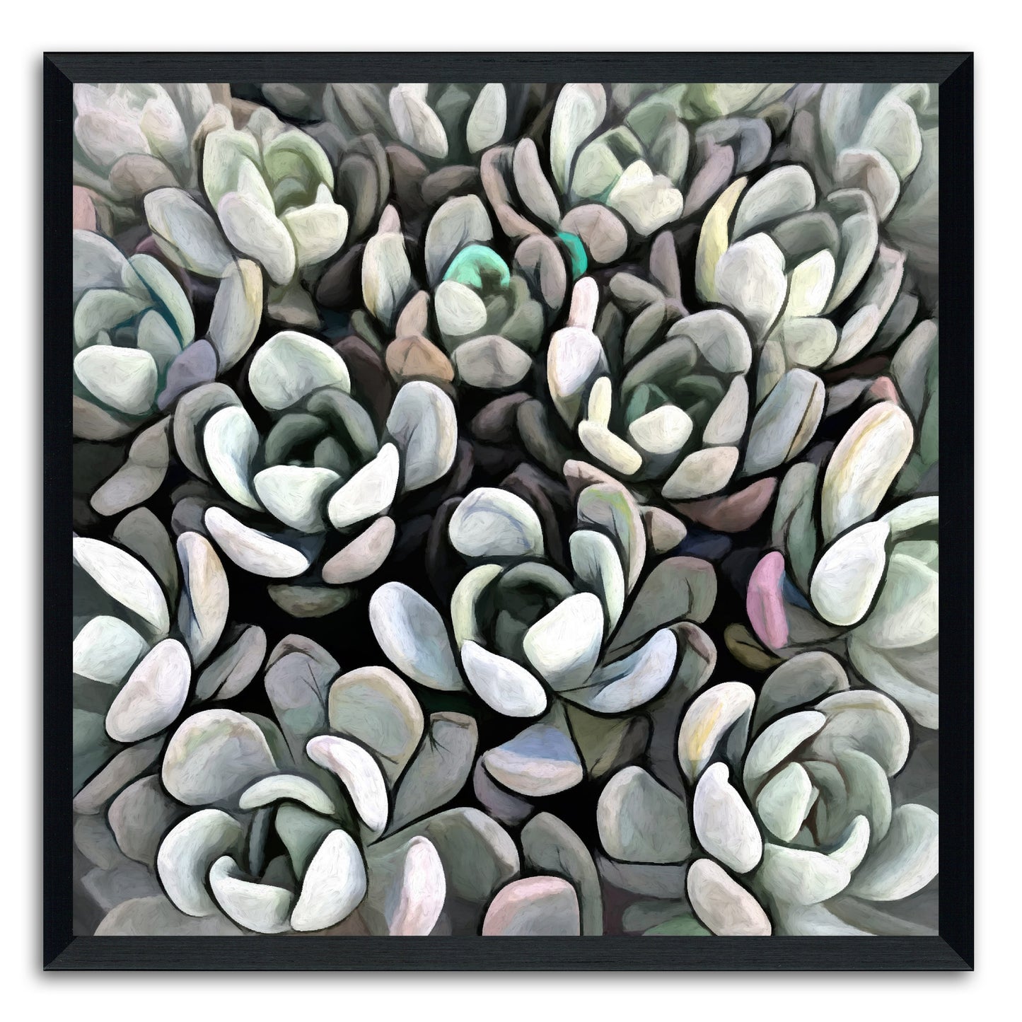 Echeveria Nova I