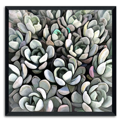 Echeveria Nova I