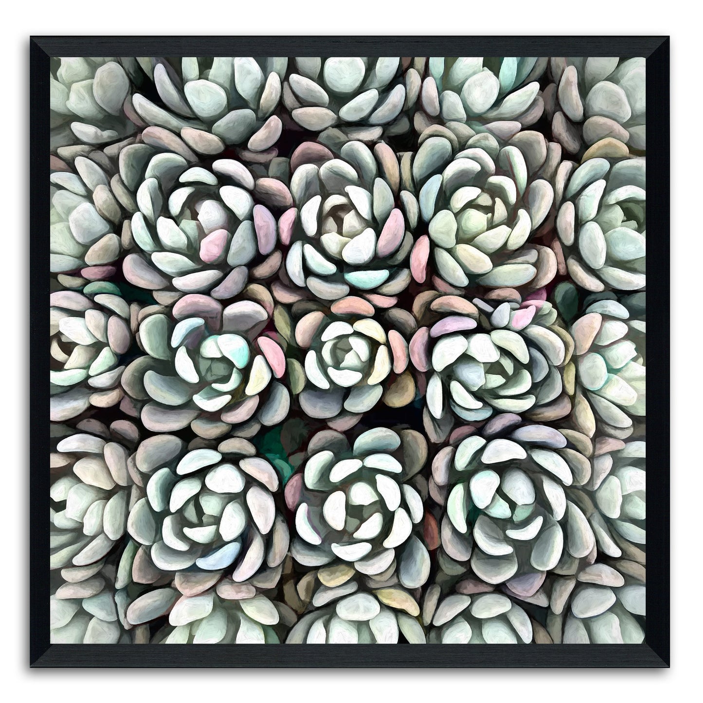 Echeveria Nova II