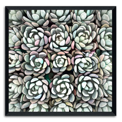Echeveria Nova II
