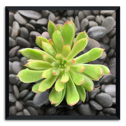 Echeveria Spruce Oliver II